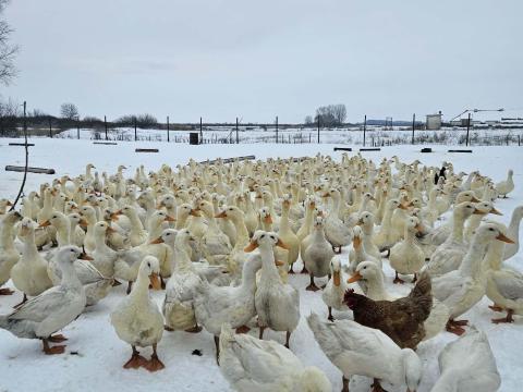 Fiatal tanyasi kacsa eladó Hortobágyon Fiatal tanyasi kacsa eladó Hortobágyon