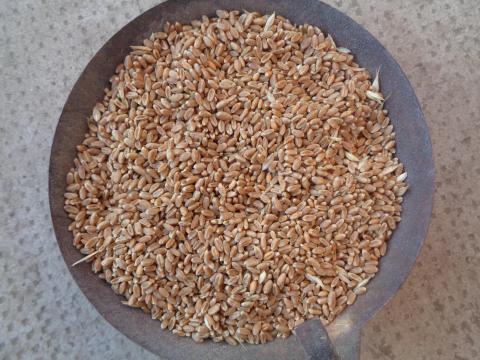 Búza jó minőségű, malmi eladó