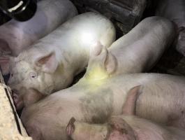 Eladó hízósertés