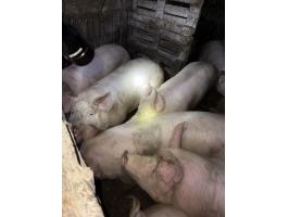 Eladó hízósertés