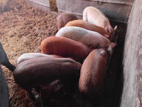 9 db választási malac eladó