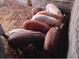 9 db választási malac eladó