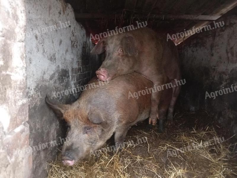 Hasas koca, kan eladó