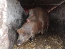 Hasas koca,  kan eladó