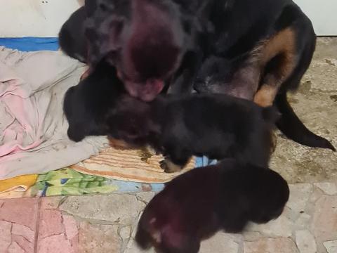 Rottweiler kölyök kutya