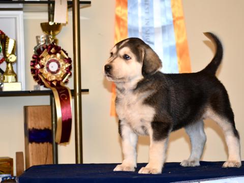 Közép-ázsiai juhászkutya kölykök elérhetők