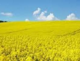 Repce talajmunka és tápanyagutánpótlási csomag