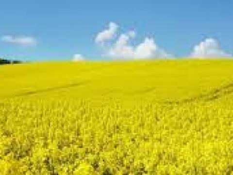 Repce talajmunka és tápanyagutánpótlási csomag