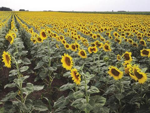 Kapásnövény talajmunka és tápanyagutánpótlási csomag