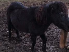 Eladó csődör póni