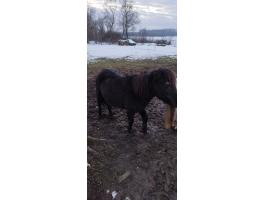 Eladó csődör póni