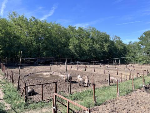 Malacok,  Süldők eladók