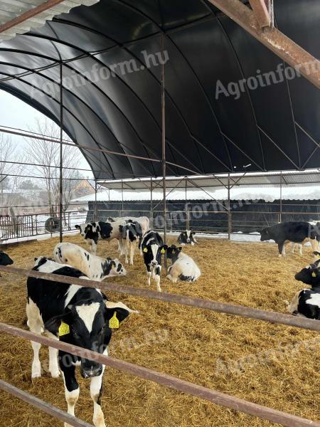 18 db HF bika egyben eladó