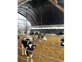 18 db HF bika egyben eladó