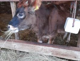 Jersey üsző eladó