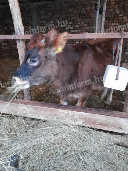 Jersey üsző eladó