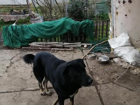 Német juhász–kaukázusi keverék kan kutya ingyen elvihető, kiváló házőrző, ragaszkodó