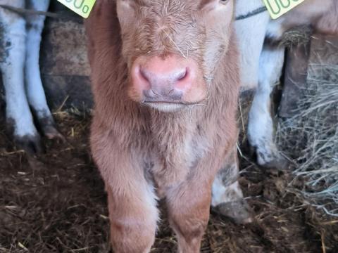 Limuzin bika borjú eladó