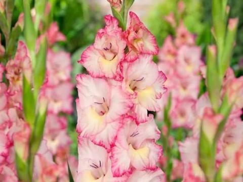 Kardvirág hagyma 'Priscilla' – nagyméretű virághagymák Kardvirág hagyma 'Priscilla' – nagyméretű virághagymák