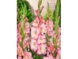 Kardvirág, , Priscilla