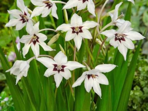 Kardvirág, , Acidanthera gladiolus callianthus