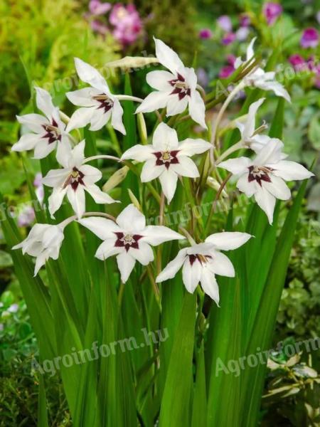 Kardvirág, , Acidanthera gladiolus callianthus