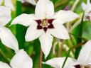 Kardvirág, , Acidanthera gladiolus callianthus
