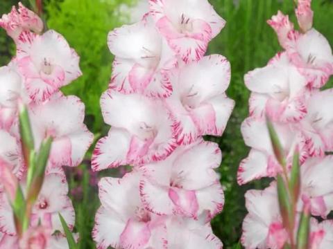 Kardvirág, , My Love