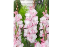 Kardvirág, , My Love