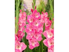 Kardvirág, , ,  Pink Parrot