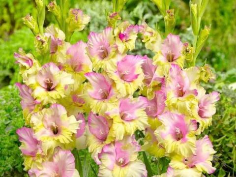 Kardvirág,  Mon Amour