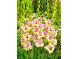 Kardvirág,  Mon Amour