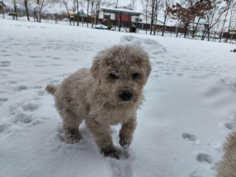 Komondor jellegű szuka kiskutyák keresik új gazdájukat