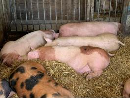 Húsjellegű hízósertések eladók Mélykúton, Bács-Kiskun vármegyében – 120-200 kg, 800 Ft/kg