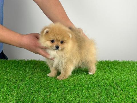 Törzskönyves Pomerániai törpespitz kiskutya