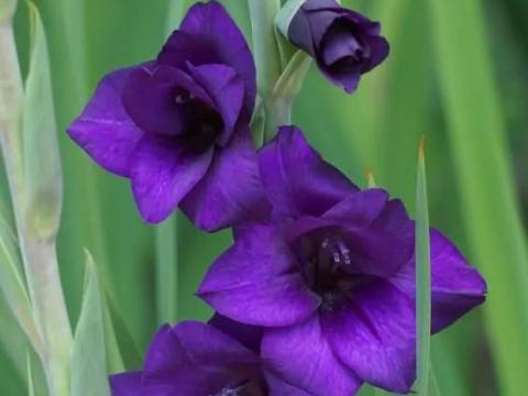 Kardvirág, , Purple Flora