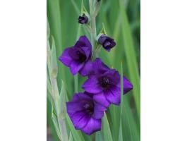 Kardvirág, , Purple Flora