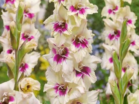 Kardvirág, , ,  Amber Mistique