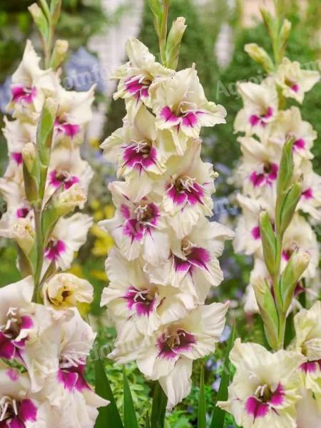 Kardvirág, Amber Mistique