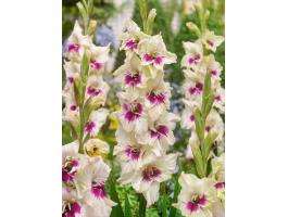 Kardvirág, , ,  Amber Mistique