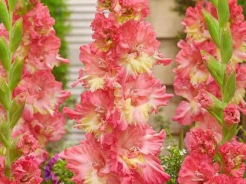 Kardvirág, , ,  Mango Muse