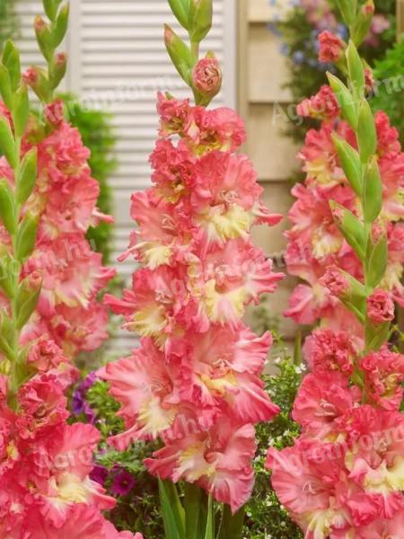 Kardvirág Mango Muse – nagy virágú, rózsaszín-sárga virágpalánta gumó