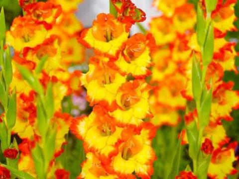 Kardvirág, , ,  Princess Margareth Rose