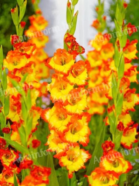 Kardvirág, , ,  Princess Margareth Rose