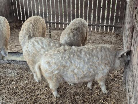 Tisztavérű szőke mangalica hízók eladók