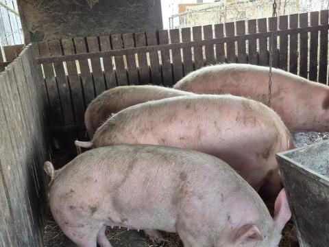 100-230 kg-os fehér hízók eladó