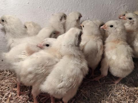 40 db leghorn naposcsibe eladó