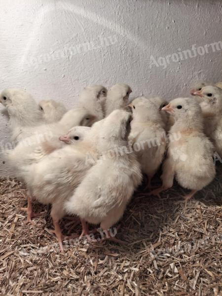 40 db leghorn naposcsibe eladó