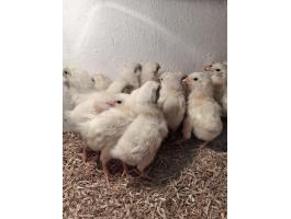 40 db. leghorn naposcsibe eladó