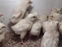 40 db leghorn naposcsibe eladó